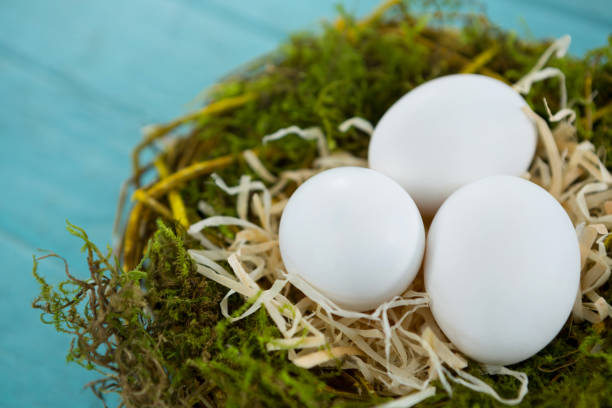 istock White eggs in the nest on wooden surface 657499398