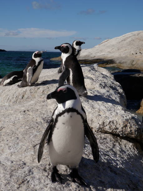 istock Pinguine, Muizenberg, South Africa 657500492