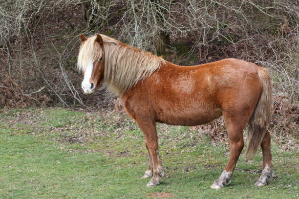 istock New Forest pony with palomino colouring head up 657503434