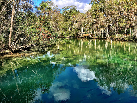 Beautiful reflection at Homosassa Springs Wildlife State Park in Citrus County, Florida. Gulf Coast states, USA.