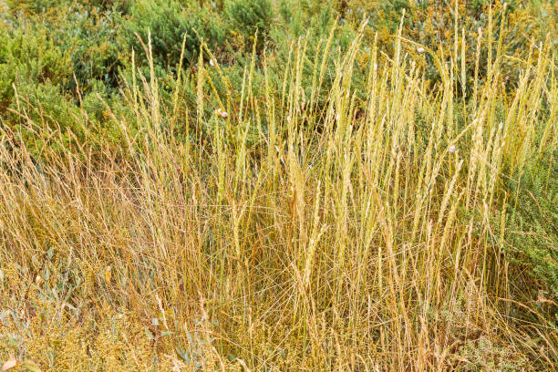Sand couch-grass Sand couch-grass Elymus farctus subsp. boreatlanticus growing on dunes and marshes of Arousa Island elymus stock pictures, royalty-free photos & images