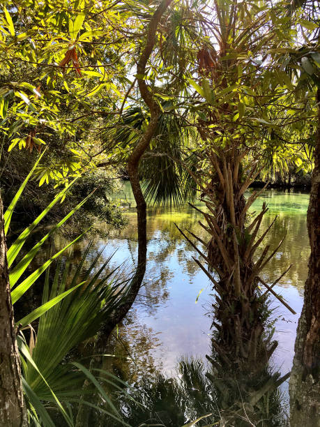 istock Homosassa woodland 657510910