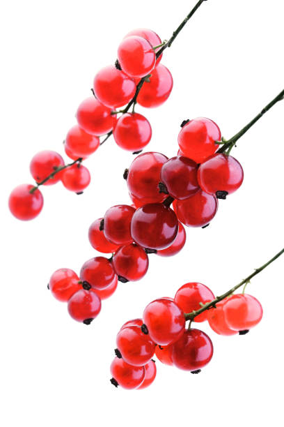 istock Studio shot of red currants 657510924