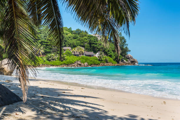 istock Palm tree leaves over luxury beach 657513460