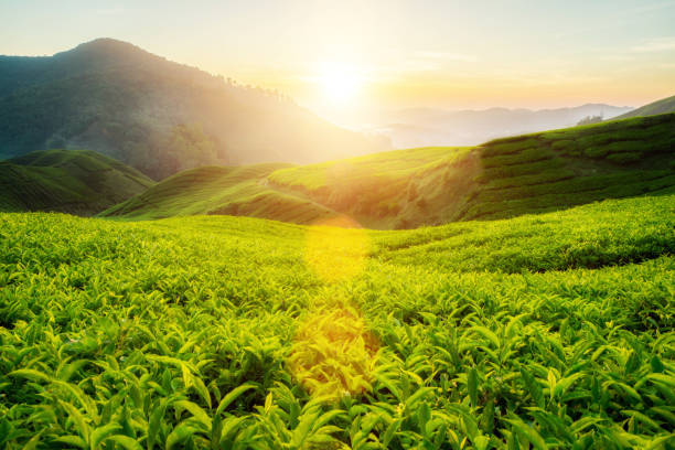 Tea plantation in Cameron highlands, Malaysia Tea plantation in Cameron highlands, Malaysia cameron montana stock pictures, royalty-free photos & images