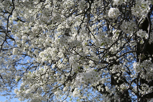 A flowering tree shows flowers in spring.A flowering tree shows flowers in spring.