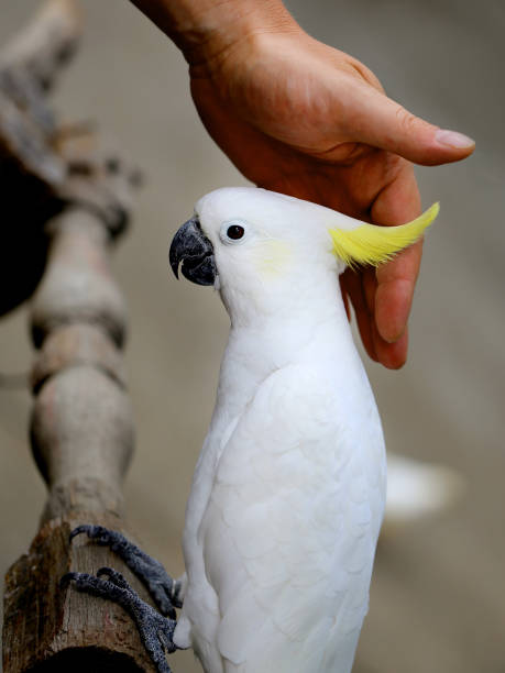 istock Beautiful white cockatoo 657520820
