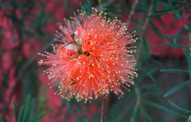 istock exotic red flower with yellow tips close-up 657521372