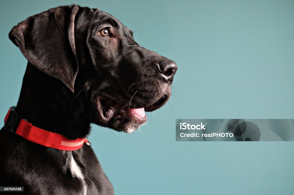 Black Great Dane Black Great Dane puppy with an orange collar Great Dane Stock Photo