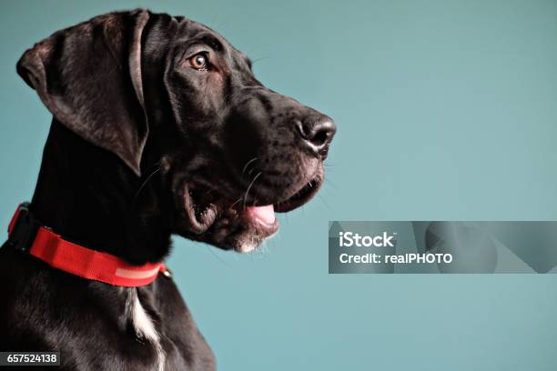 Black Great Dane Stock Photo - Download Image Now - Great Dane, Dog, Black Color