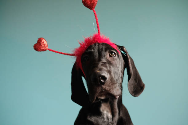 istock Black Great Dane Dog wearing a heart headband 657524618