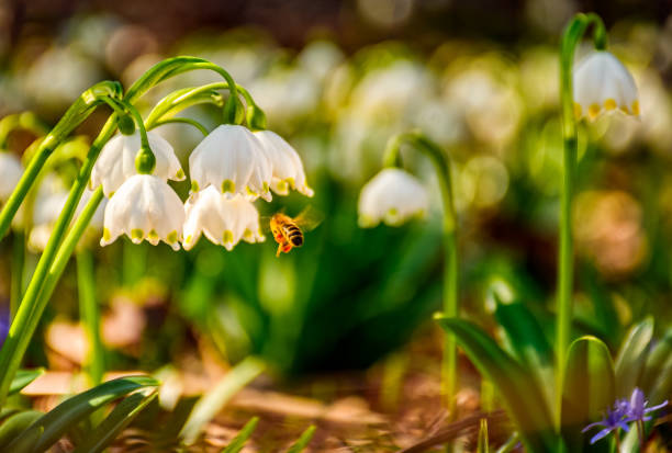 bee gathering pollen from first flowers in springtime. spring snowflake also called Leucojum on a blurred background of forest meadow in mountains. snowbell closeup.