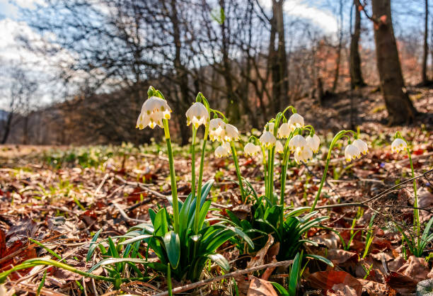 istock snowflake, first flowers of spring 657527660