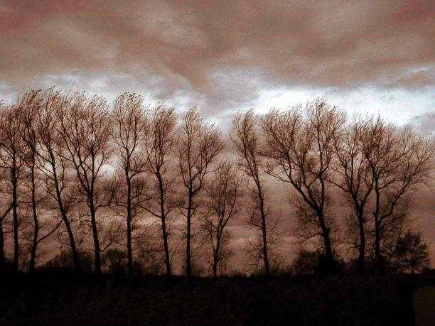 BÃ¤ume in backlight during storm Temperatures in backlight during storms traurig stock pictures, royalty-free photos & images