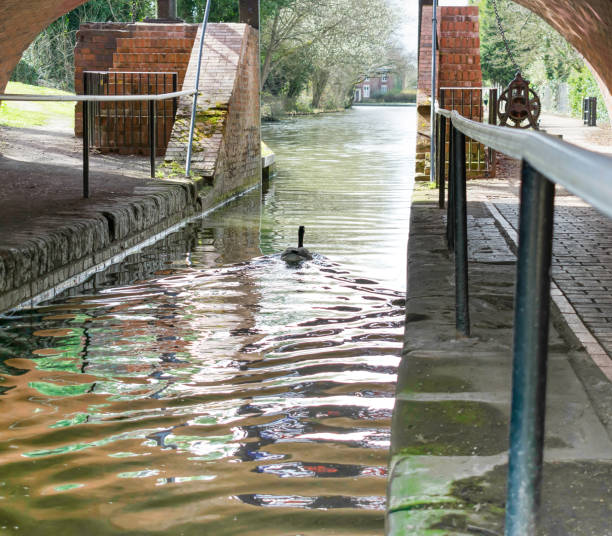 istock Canadian Goose Swimming Underneath a Bridge 657531598