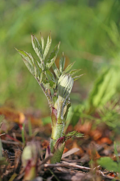 istock New shoots of Aralia cordata Thunb 657532350