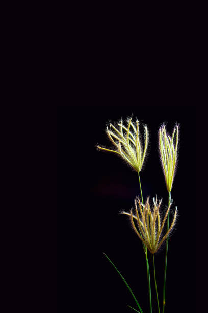 istock Flower of Swallen Finger grass 657533282