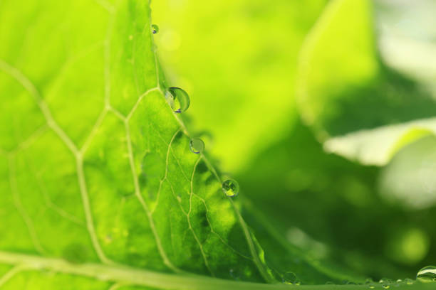 Asparagus lettuce, and drops of water