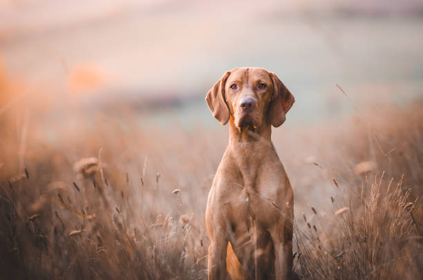 istock Hungarian vizsla head portrait 657542468