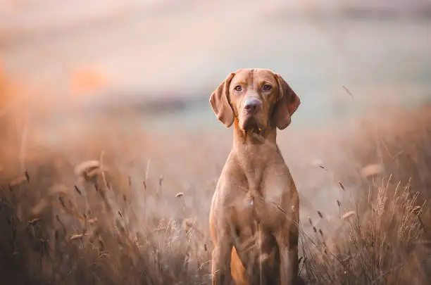 Photo of Hungarian vizsla head portrait