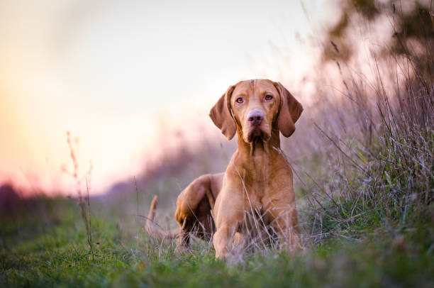 istock Hungarian hound dog vizsla potrait 657542470