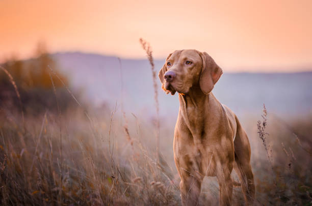 magyar vizsla kopf porträt - pointer hund stock-fotos und bilder