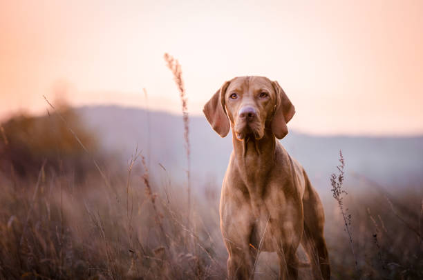 photo of cute Hungarian vizsla dog head portrait