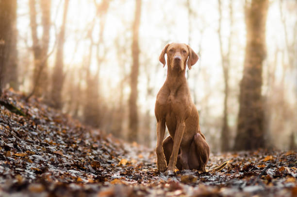 Laying portrait of cute vizsla dog