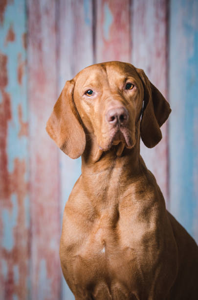 istock Hungarian vizsla head portrait 657542558