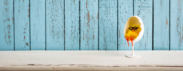istock Baby chicken relaxes in design egg chair 657542606