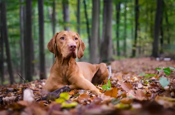 Laying portrait of cute vizsla dog