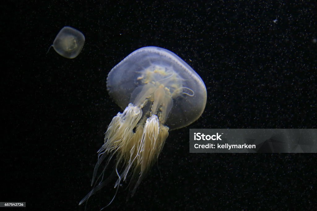 Jellyfish, rhopilema esculenta Black Background Stock Photo