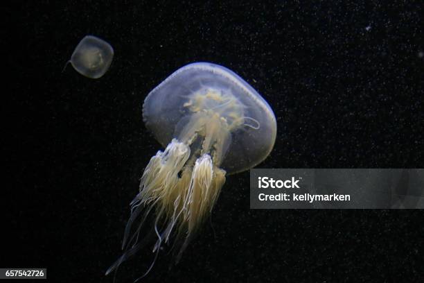 Jellyfish Rhopilema Esculenta Stock Photo - Download Image Now - Black Background, Jellyfish, Horizontal