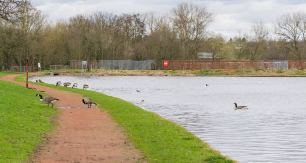 istock Waterfowl on Lifford Reservoir 657543056