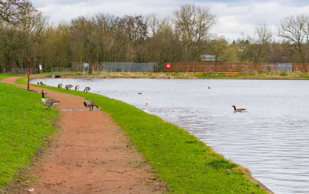 istock Waterfowl on Lifford Reservoir 657543112