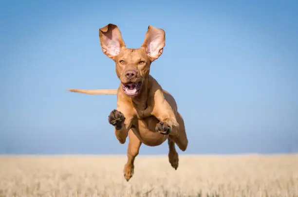 Photo of Running hungarian vizsla