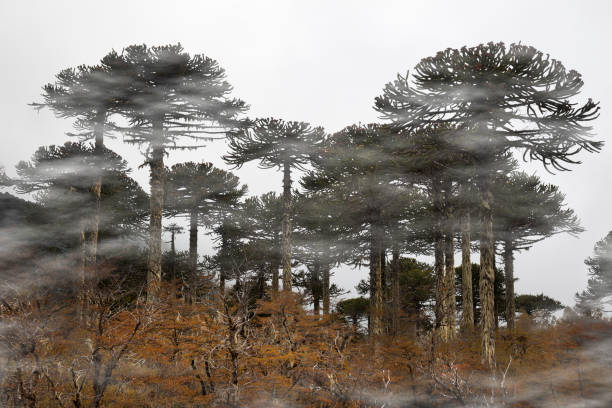 araucaria - chilean culture chile forest the americas foto e immagini stock