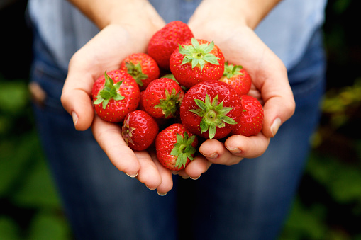 Close up portrait of handful of delicious red strawberries