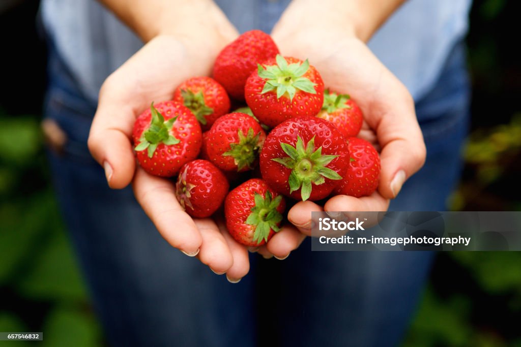 Handful of delicious red strawberries Close up portrait of handful of delicious red strawberries Strawberry Stock Photo