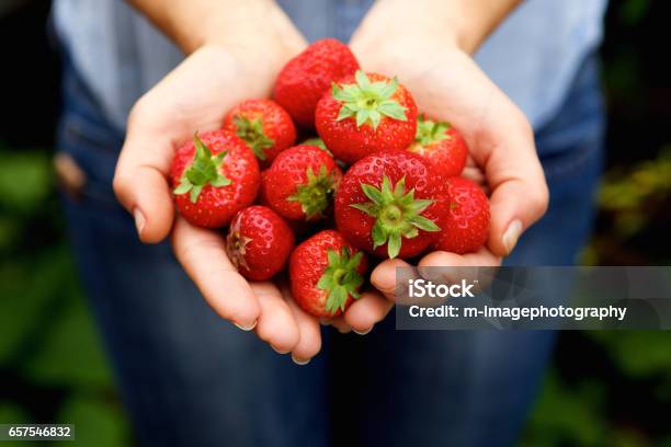 Handful Of Delicious Red Strawberries Stock Photo - Download Image Now - Strawberry, Hand, Holding