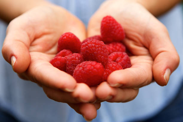 istock Female hands holding fresh raspberries 657547074