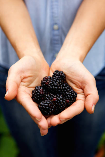 istock Woman holding ripe blackberries 657547118