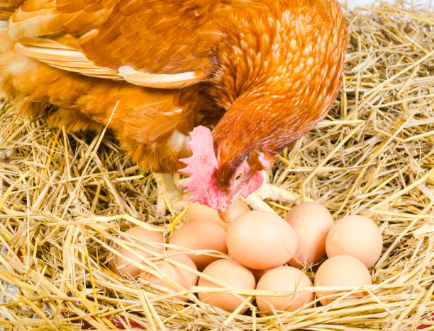 istock full body of brown chicken hen with eggs isolated white background 657548342