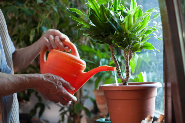 istock woman watering flowers 657554006