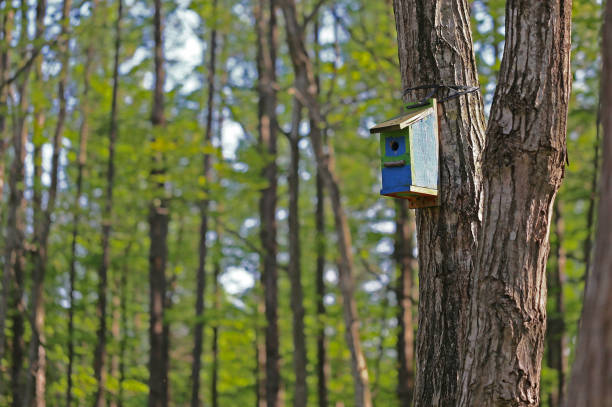 istock The Woods birdhouse 657554400