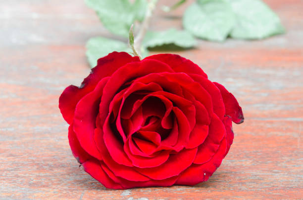 istock rose flower background for Valentine's Day 657556980