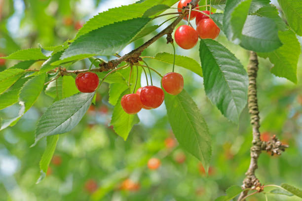 istock Vineyard cherry rice SATO Jin 657557866