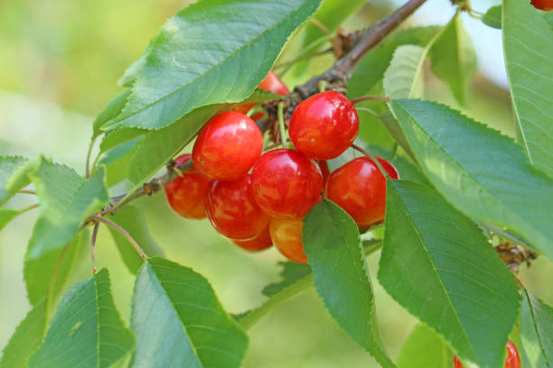 istock Vineyard cherry rice SATO Jin 657557910