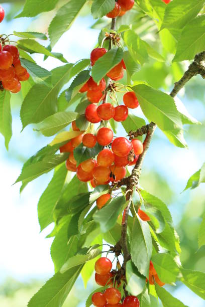 istock Vineyard cherry rice SATO Jin 657557942