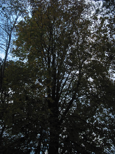 istock Tree in autumn in Heidkate on the Baltic Sea, November 2002 657558414